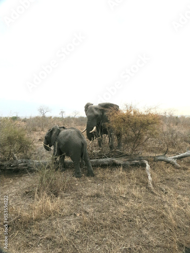 Elefante africano.