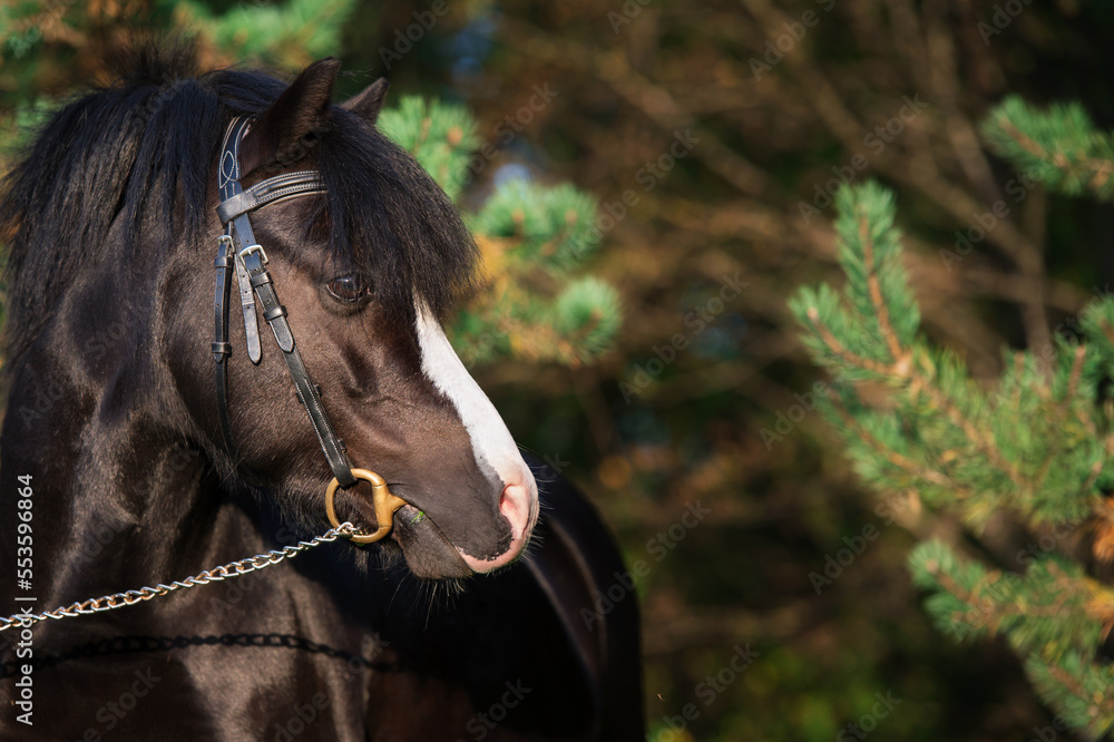 portrait of wonderful black welsh pony against pine trees. close up portrait of wonderful black welsh pony against pine trees. close up