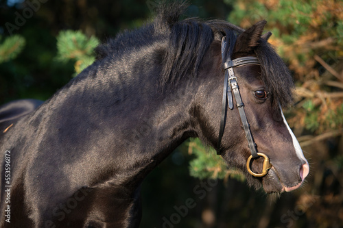 portrait of  wonderful black welsh pony against pine trees. close up © anakondasp