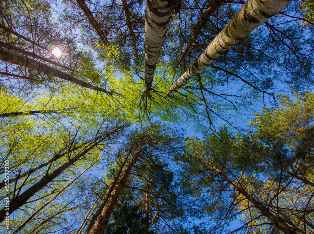 Fototapeta premium Tall trees. Blue sky. Bottom view. Beautiful nature.