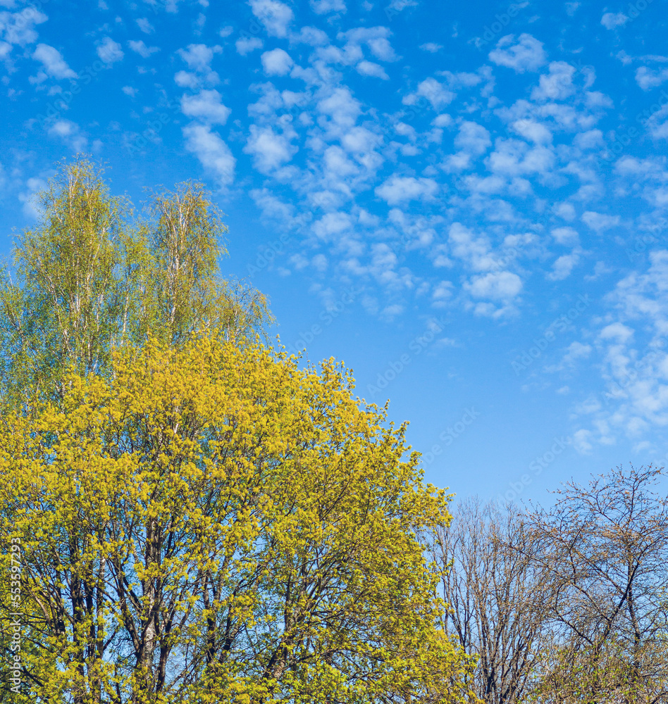 Spring or summer nature. Green trees. Blue sky on background. Spring or summer nature. Green trees. Blue sky on background.