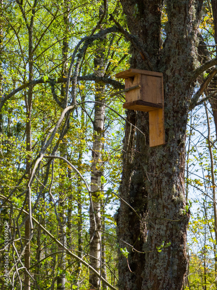 Wooden birdhouse nailed to a tree in the forest. Beautiful summer or spring nature.