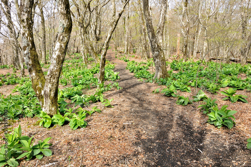 三国山稜の三国山 早春の山地にバイケイソウ若葉が茂る登山道 