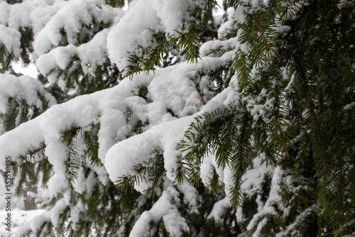 Snow covered spruce trees in winter park or forest. Close up of a Christmas tree branch