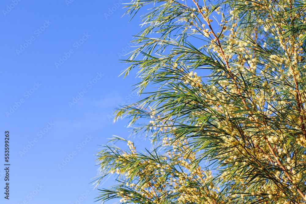 australian flowering wattle against blue sky australian flowering wattle against blue sky