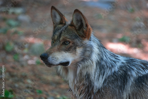 Mexican Gray Wolf Portrait	 photo