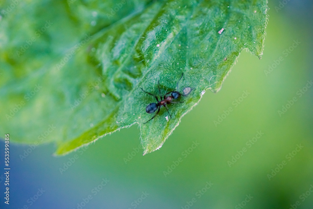 Fototapeta premium fly on leaf