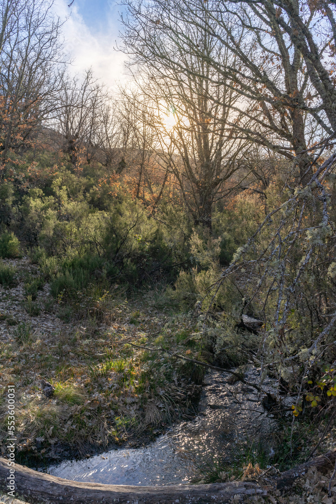 Sunset in the mountain of Somosierra, with the river running through the middle of the field and the trees losing leaves in the middle of autumn. Spain