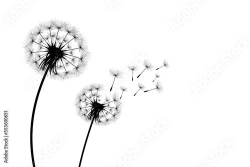 Wallpaper Mural Vector illustration dandelion time. Black Dandelion seeds blowing in the wind. The wind inflates a dandelion isolated on white background. Torontodigital.ca