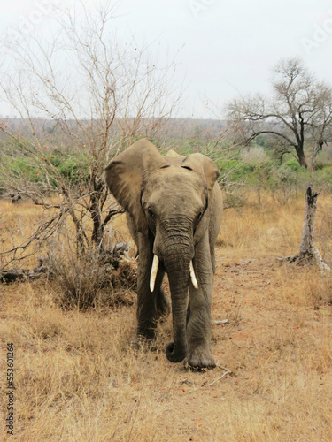 Elefante africano. © Néstor Daniel