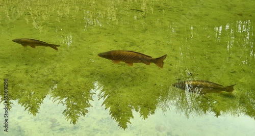 Fische in klarem See mit spiegelnden Bäumen