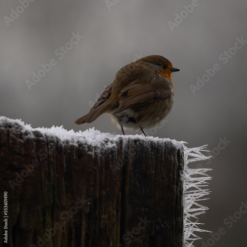 Robin perched on a fence post with winter rime frost spikes. England UK (ID: 553601490)