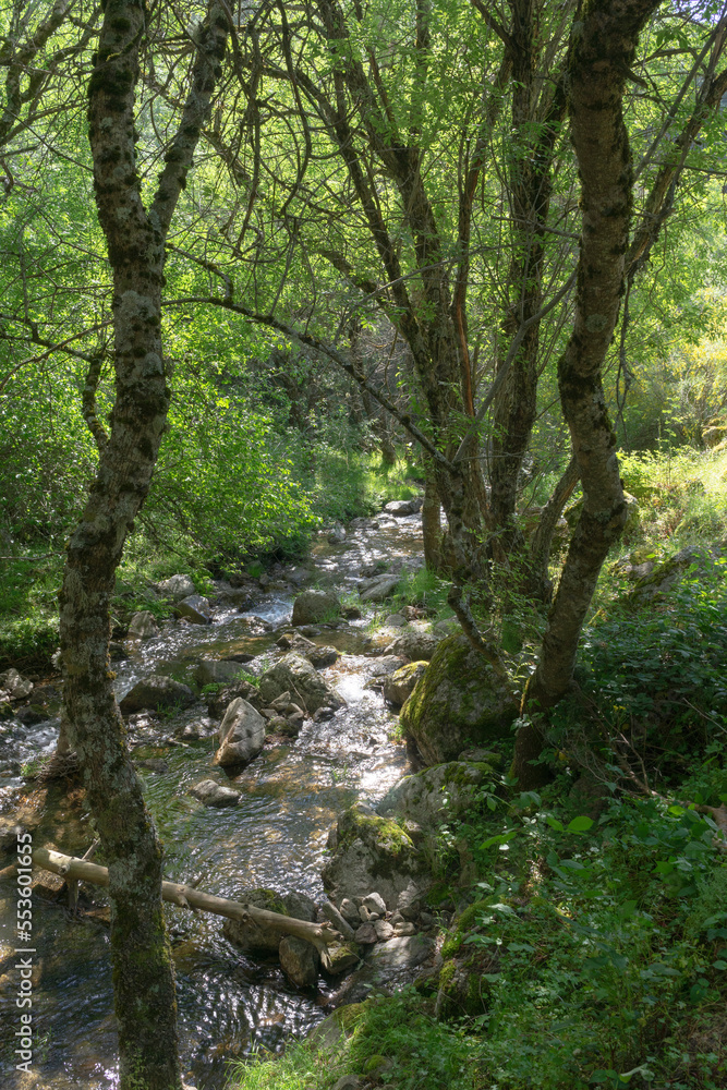 Landscape of a river surrounded by green trees and green plants. Forest located in the mountains of Madrid.