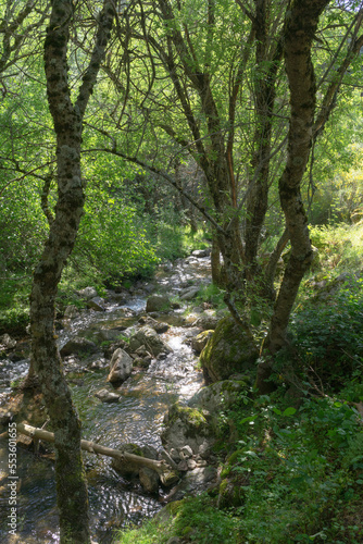 Landscape of a river surrounded by green trees and green plants. Forest located in the mountains of Madrid.