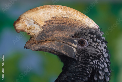 Silver cheeked Hornbill Portrait (Bycanistes Brevis) With Silver-Grey Head And Iridescent Black Plumage. photo