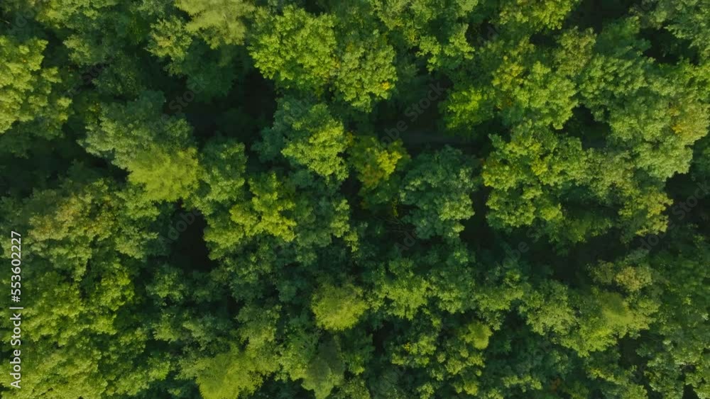 View of the forest from the air. The concept of sunset over the forest. Nature and trees as seen from a drone. View of the forest from the air. The concept of sunset over the forest. Nature and trees as seen from a drone.