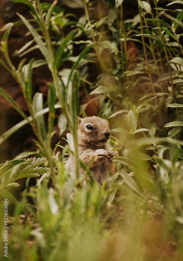 Chipmunk spying in grass