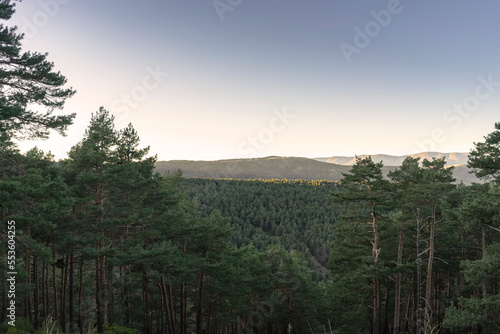 Forest with tall green pine trees, woman on a rock looking at the landscape and disconnecting.