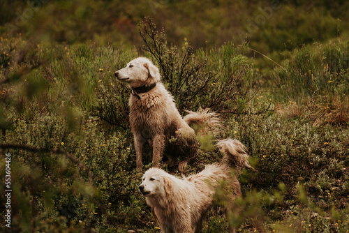 Maremma sheepdogs on a hill