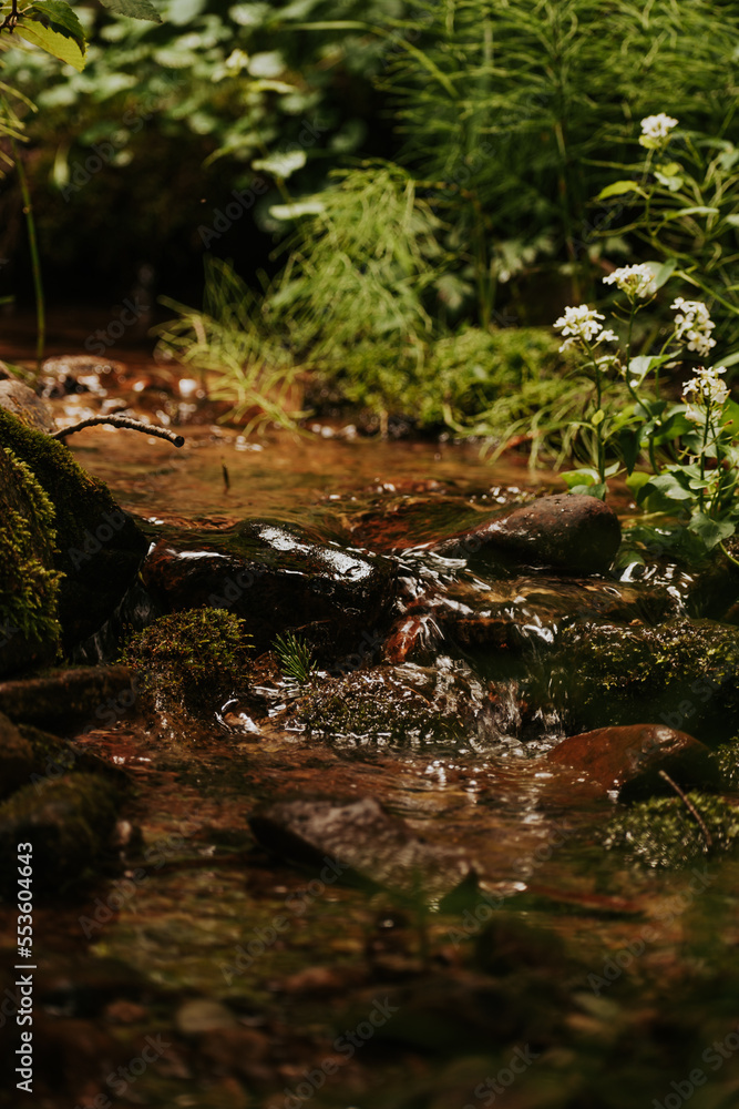 A peaceful stream in the forest A peaceful stream in the forest