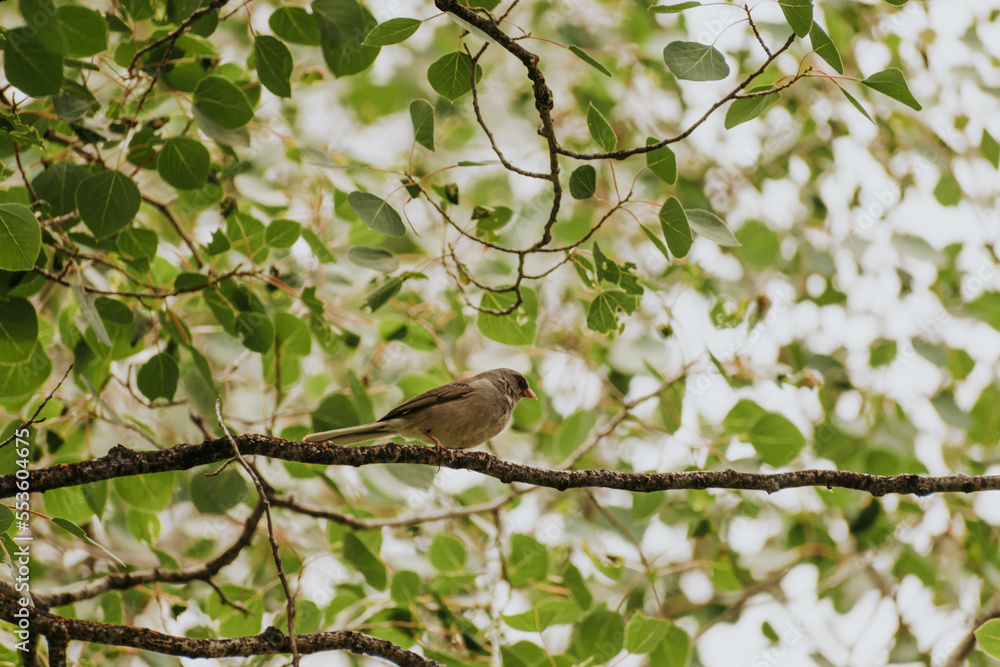 Obraz premium Small bird on a branch
