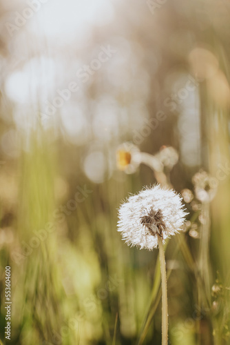 The lone dandelion 