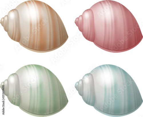 Set of seashell isolated on white background. Vector illustration.