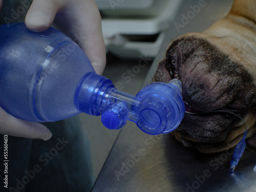 A doctor in gloves holds an oxygen bag connected to an endotracheal tube in the dog's trachea. The veterinarian resuscitates a dog with respiratory arrest. Dog pulmonary resuscitation concept.