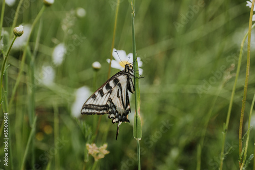 Beautiful butterfly on stem