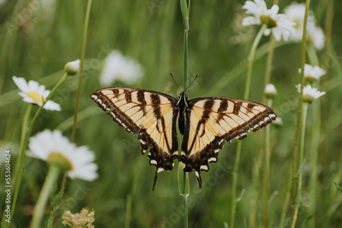 Beautiful butterfly on stem