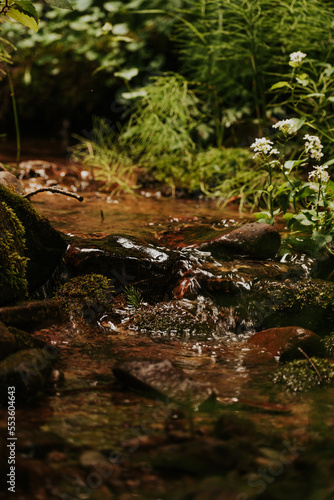 A peaceful stream in the forest