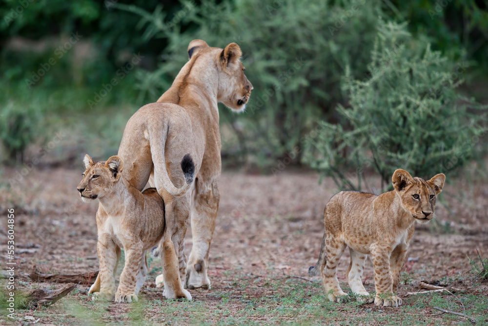 Lion with cubs hanging around in Mashatu Game Reserve in the Tuli Block in Botswana Lion with cubs hanging around in Mashatu Game Reserve in the Tuli Block in Botswana