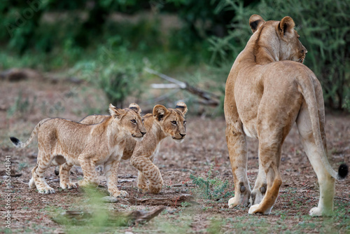 Lion with cubs hanging around in Mashatu Game Reserve in the Tuli Block in Botswana