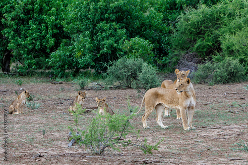 Fototapeta Naklejka Na Ścianę i Meble -  Lion with cubs hanging around in Mashatu Game Reserve in the Tuli Block in Botswana
