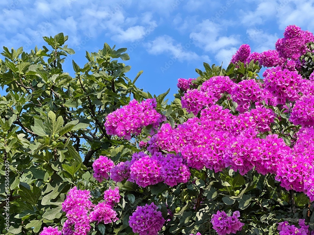 Pink flowers bougainvillea and walnut trees in the garden. Pink flowers bougainvillea and walnut trees in the garden.