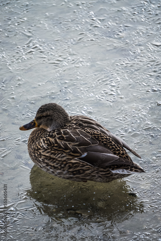 Wild bird duck sitting on the fresh textured ice of an icy lake, in the first winter days of December in cloudy weather Wild bird duck sitting on the fresh textured ice of an icy lake, in the first winter days of December in cloudy weather