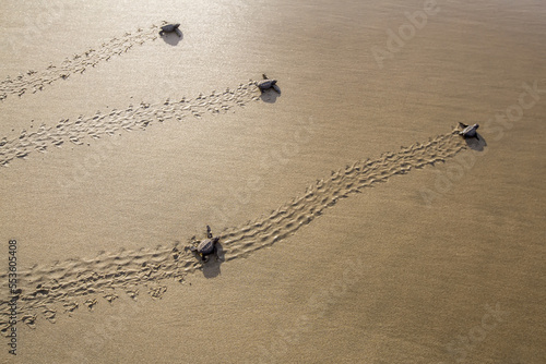 Obraz na plátně Freshly hatched leatherback and olive ridley sea turtles making their way accross the beach and into the ocean