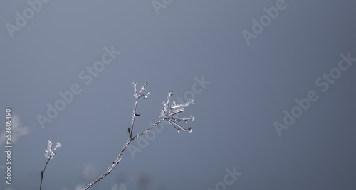 Branches and leaves of field plants frozen in winter in backlight  plants with snow and ice in December