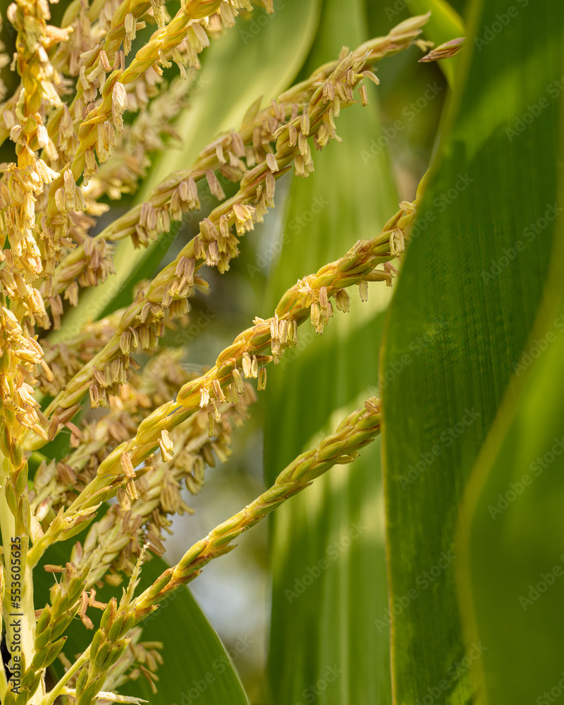 Fototapeta premium Closeup of corn tassel
