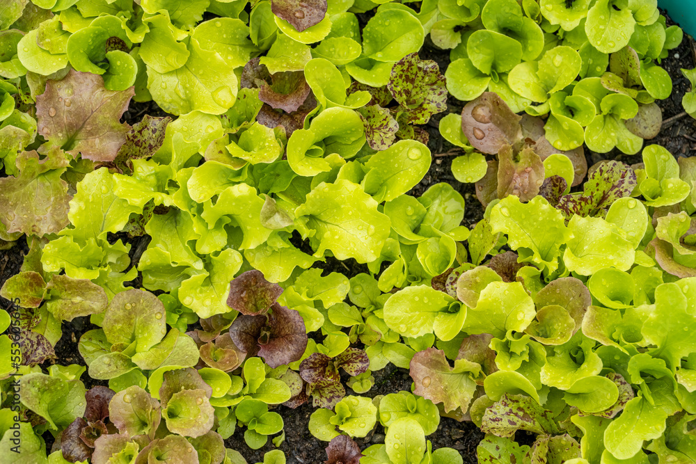 Overhead closeup of baby lettuce. Overhead closeup of baby lettuce.