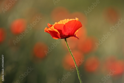 Field poppy  Papaver rhoeas  - illuminated petals of red poppy flower  Poland