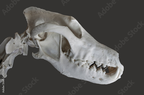 Iberian wolf skull and neck. Isolated