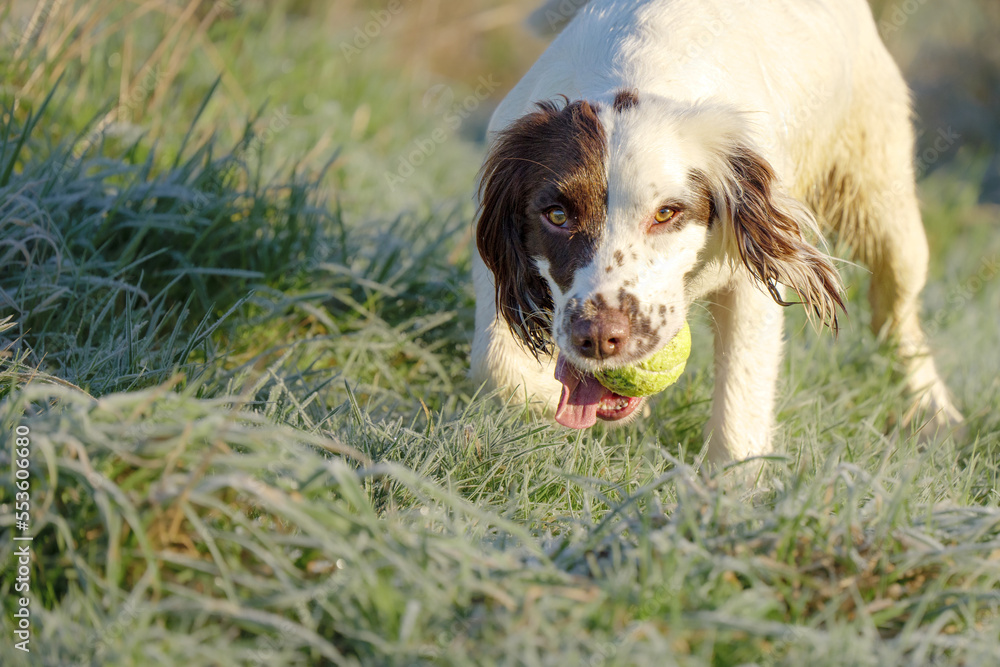 Springer Spaniel working dog retrieving a tennis ball whilst playing fetch.
