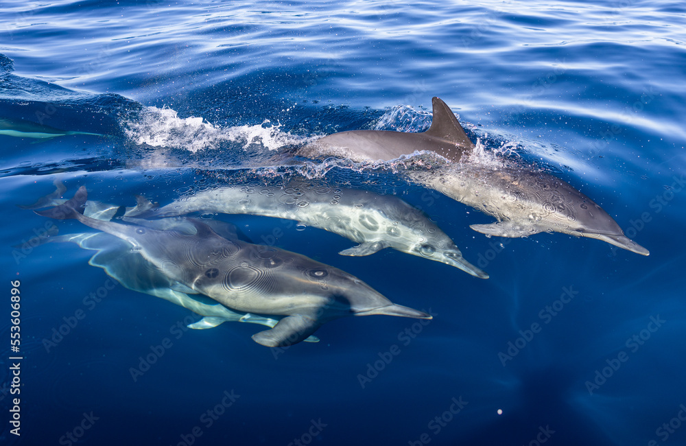 Naklejka premium dolphins in the water
