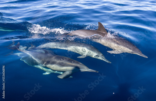 dolphins in the water © FPLV