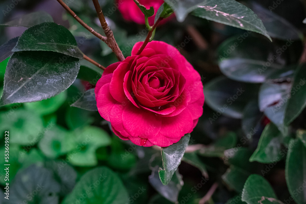 dark cherry blooming rose with emerald elegant leaves. Center oriented picture. masonry without cement. floriculture, landscape design. Red petal flower outdoors. dark cherry blooming rose with emerald elegant leaves. Center oriented picture. masonry without cement. floriculture, landscape design. Red petal flower outdoors.