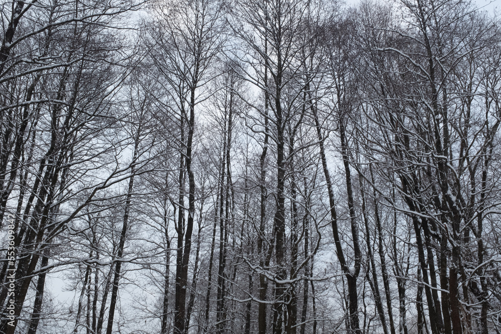 Background from snow-covered trees in the winter forest. Beautiful winter landscape for poster, calendar, post, screensaver, wallpaper, postcard, banner, cover. High quality photo Background from snow-covered trees in the winter forest. Beautiful winter landscape for poster, calendar, post, screensaver, wallpaper, postcard, banner, cover. High quality photo