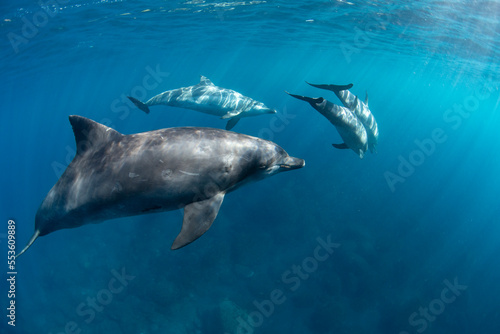 wildlife dolphins underwater nature photography © 敏治 荒川