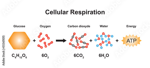 Scientific Designing of Cellular Respiration Equation. Using The Molecular Model of Atoms. Vector Illstration.
