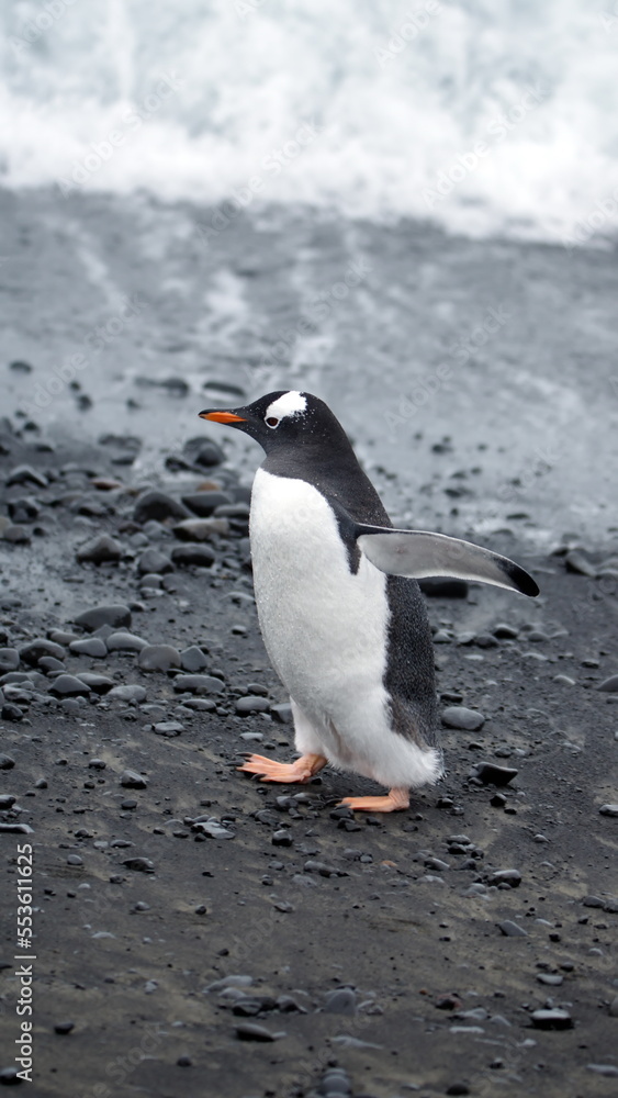 Obraz premium Gentoo penguin (Pygoscelis papua) walking on the beach at Brown Bluff, Antarctica
